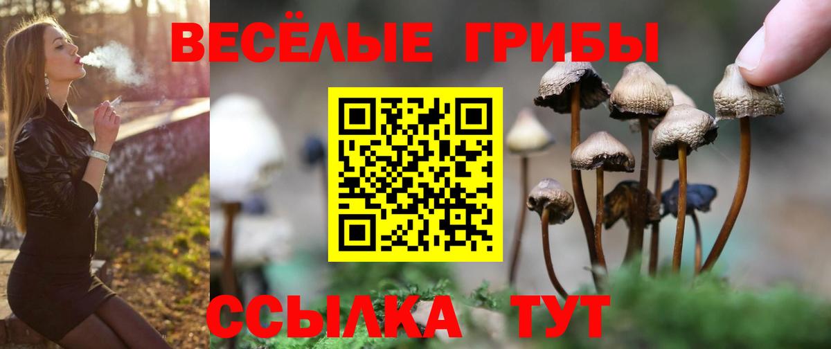 хочу   Зеленодольск  Галлюциногенные грибы Psilocybe 